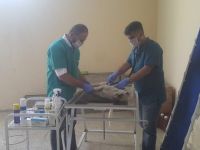 Gözleri oyulan köpek hayatını kaybetti