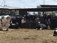 Hindistan başbakanından Ruandalı çiftçilere inek bağışı
