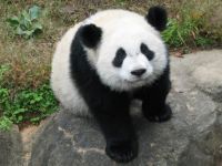 Çin'de selden panda yavrusu öldü