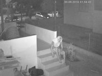 Eşarplı Kermiya sapığı yakalandı