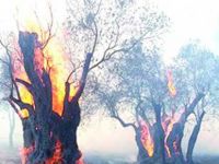 Cengizköy’de çıkan yangında 46 ağaç yandı