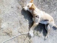 Şirinevler’de vahşet