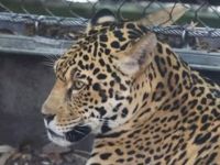 ABD'de hayvanat bahçesinde jaguar 6 hayvanı öldürdü