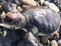 Caretta Caretta’nın gözlerini oydular