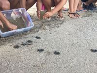 DAÜ, CAretta Caretta yavrularını denizle buluşturmaya devam ediyor