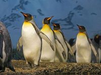 Kral penguenlerinin sayısında büyük düşüş