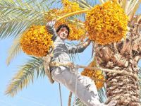 Hurmacılar ağaca çıkmaya korkuyor