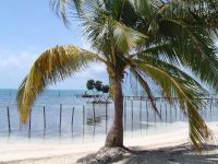 Pasifik’teki hindistan cevizi ağaçları tehlikede