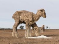 Avustralya'nın en kalabalık eyaletinde kuraklık hakim