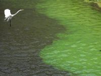 Florida'da "zehirli algler" OHAL ilan ettirdi