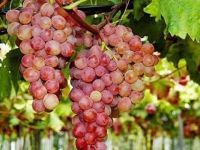 5. Geleneksel Verigo Festivali 8-9 Eylül’de yapılıyor