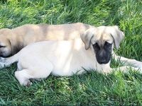 Konya'da ayağı ve patisi kesilmiş iki köpek yavrusu bulundu