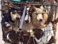 "Köpek eti yemeyin!"