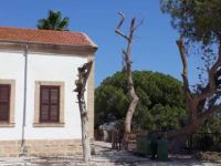 Dipkarpaz'daki ağaçlara ne oluyor!