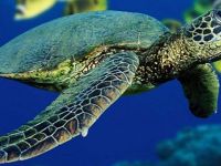 Çevre Koruma Dairesi, kaplumbağa baskılı okul çantası dağıtacak