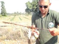 Mikşa ile kuş katliamı