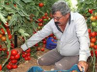 Üretici batıyor, zararı halk görüyor