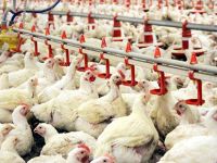 KTSO: “İthalatla ucuzluk geleceği yaklaşımı yanlıştır”