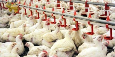 Yerli üreticiye büyük darbe!