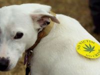 İtalya'da depresif hayvanlara marihuana tedavisi: Hayvanlar rahatlıyor