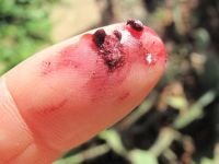 Babutsaları kurutan böcek altından değerli