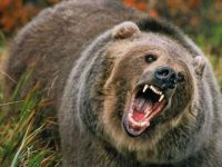 Alaska'da bir kişi ayı saldırısı sonucu öldü