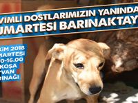 LTB, Lefkoşa Hayvan Barınağı’nda etkinlik düzenliyor