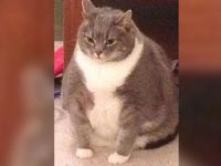 Şişman kedi, verdiği kilolarla sosyal medyada ilgi odağı oldu