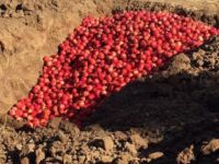 Çamlıköy’de bir üreticinin ürettiği narlarda limit üstü kalıntı tespit edildi