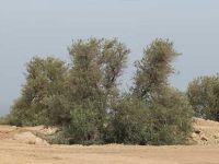 Canlı canlı gömüldüler