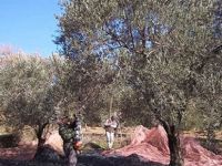 Zeytin toplarken tutuklanmayın