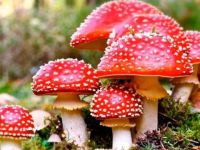 İran'da yabani mantar zehirlenmesi sonucu ölenlerin sayısı 15’e yükseldi