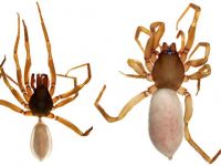 Kıbrıs’a özgü yeni bir Örümcek türü keşfedildi…