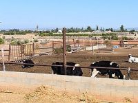 Hayvancının derdi büyük