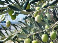 Zeytin ağacı kesen 2 kişi tutuklandı