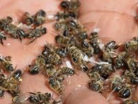 Toplu arı ölümleri, hastalıktan değil zirai ilaçlardan