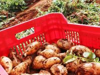 Sezonun ilk patatesi piyasada