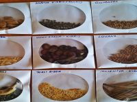 Yeryüzü Tohumları İnisiyatifi ve Slow Food Salamis’ten yerli tohumlara sahip çıkma çağrısı