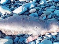 Akdeniz foku kıyıya vurdu