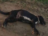 Büyük Av'ın ikinci günü: "Arabasıyla ezerek öldürdü"