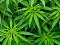 Akova'da 6 kök hintkeneviri tespit edildi