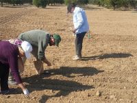 Kıbrıs koşullarına uygun iki arpa çeşidi 2020'de ekilebilecek