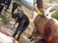 “Zehirlenmedi, silahla vuruldu”