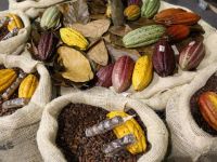 Kolombiya'da Çikolata ve Kakao Fuarı: Chocoshow...