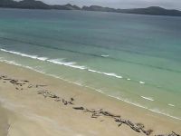 Yeni Zelanda’da 145 pilot balina telef oldu