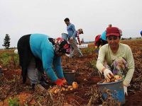 Ucuz patates bu yıl hayal