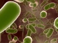 ABD'de Salmonella salgını