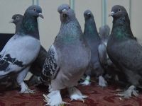 'Oyun kuşları' araba fiyatına satılıyor