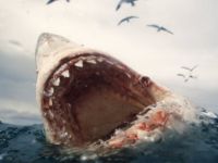 Genç kızı köpek balığı saldırısından babası kurtardı