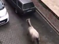 Atı, otomobilin arkasına bağlamıştı! Cezası belli oldu